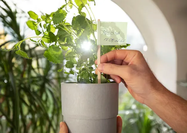 Horta caseira Como plantar e colher ervas em até 60 dias