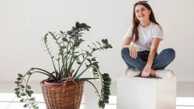 Zamioculcas 4 erros comuns que vão deixá-las com folhas amareladas