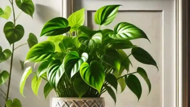 3 formas de adubar a jiboia e acelerar o crescimento