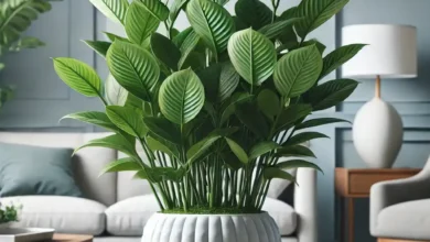 3 formas de evitar folhas amareladas na zamioculca