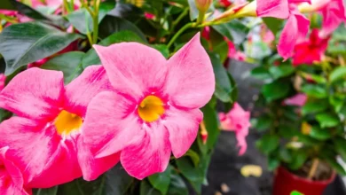 4 curiosidades sobre a origem exótica da rosa-do-deserto