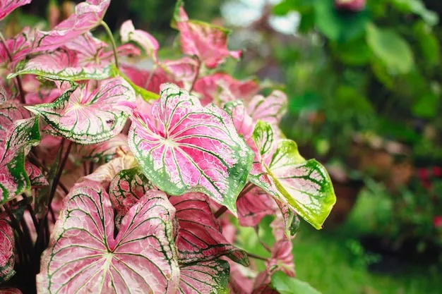 Caladium bicolor 9 dicas essenciais para o crescimento vigoroso