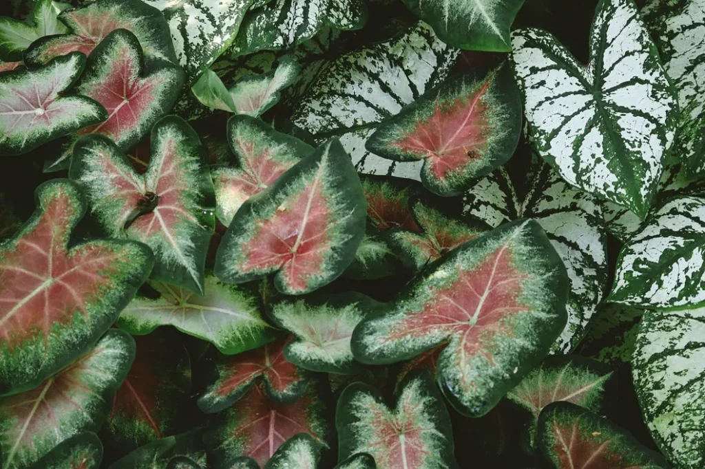 Caladium bicolor 9 dicas essenciais para o crescimento vigoroso