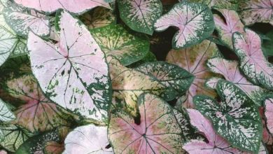 Caladium bicolor 9 dicas essenciais para o crescimento vigoroso