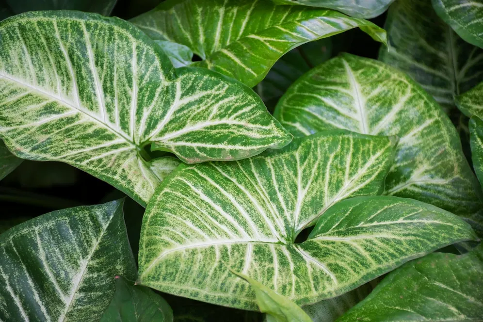 Alocasia Amazonica tudo sobre cultivo e rega