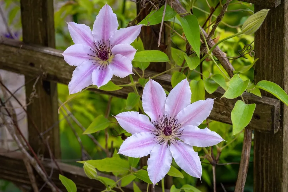 Clematis 7 dicas para um cultivo sem complicações