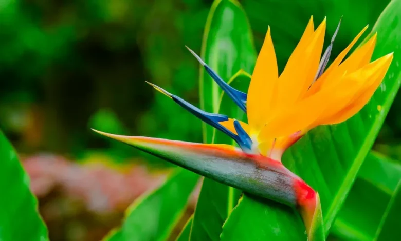 Como cultivar a estrelícia, a flor que parece um pássaro
