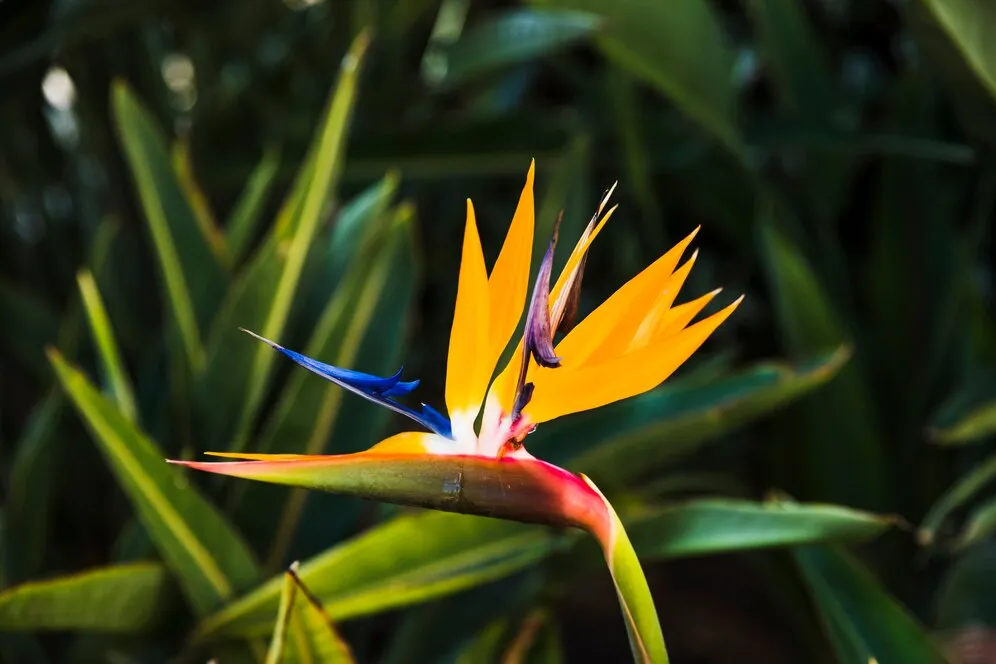 Como cultivar a estrelícia, a flor que parece um pássaro