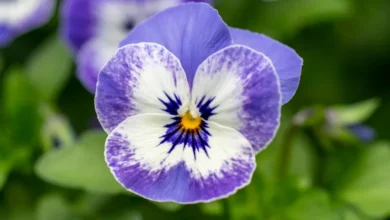 Como plantar amor-perfeito e ter flores encantadoras o ano todo