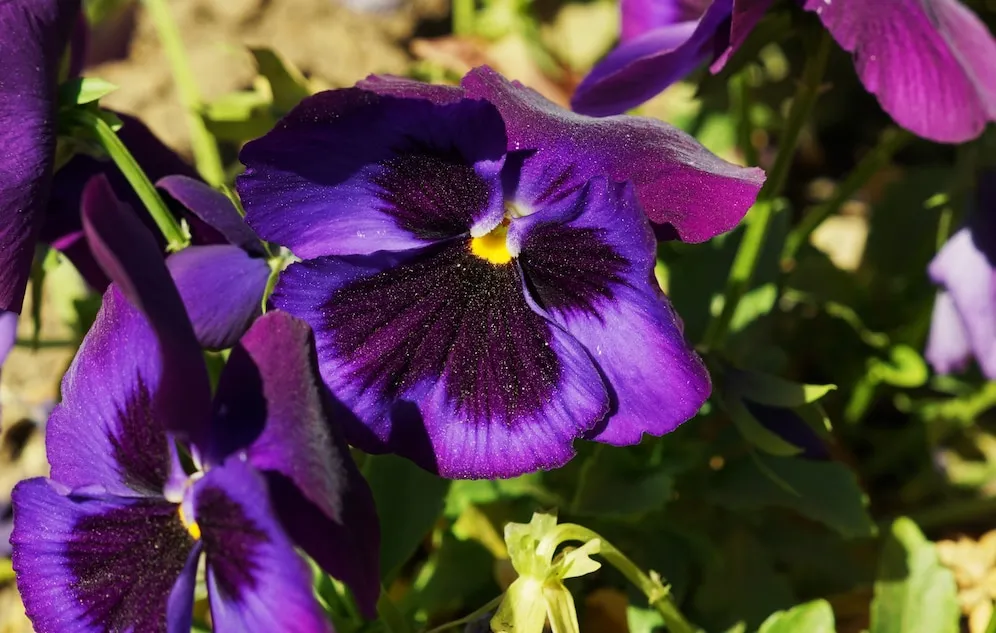 Como plantar amor-perfeito e ter flores encantadoras o ano todo