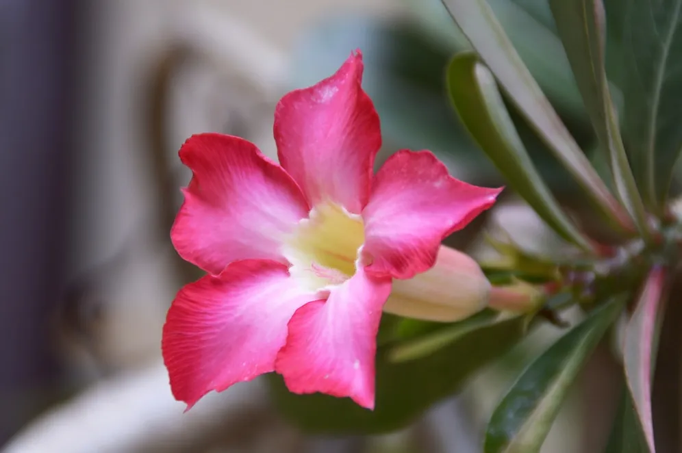 Segredos para cultivar rosa-do-deserto em casa