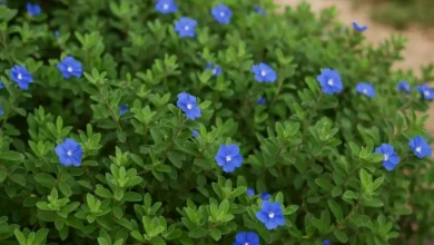 Azulzinha 2 segredos para cultivar essa planta rasteira