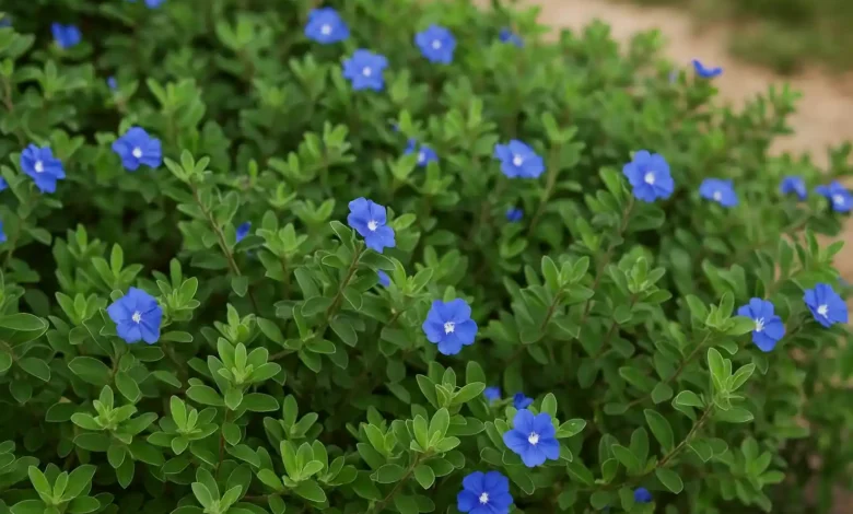 Azulzinha 2 segredos para cultivar essa planta rasteira