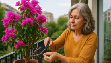 Como fazer a primavera florir mesmo fora da primavera
