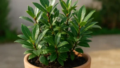 Louro 3 passos para cultivar em vaso e ter folhas o ano todo