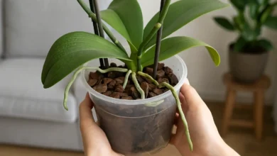 Orquídea com folhas feias Substrato pode ser o vilão
