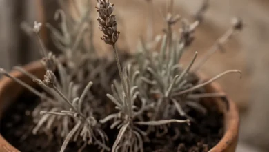 Por que sua lavanda seca mesmo em solo drenado