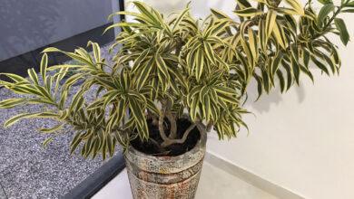 Como fazer muda de dracena