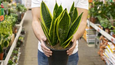 plantas perigosas para crianças