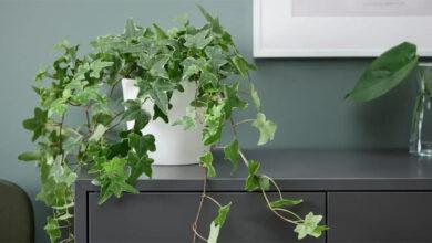 planta pendente