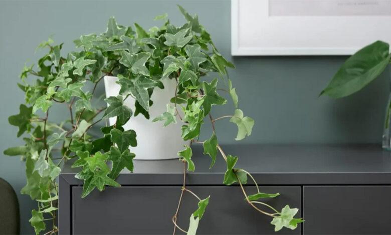 planta pendente