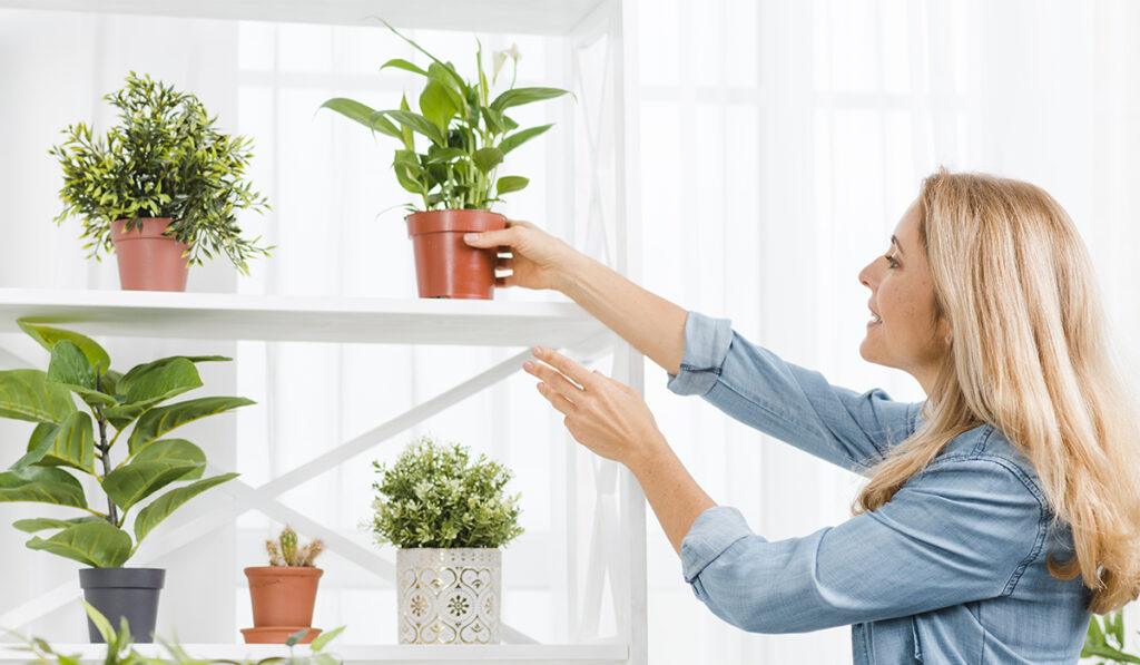 Plantas para dentro de casa