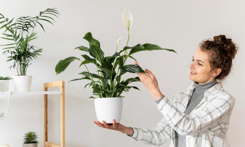 Plantas para dentro de casa
