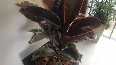 Ficus Ruby e o Ficus Tineke