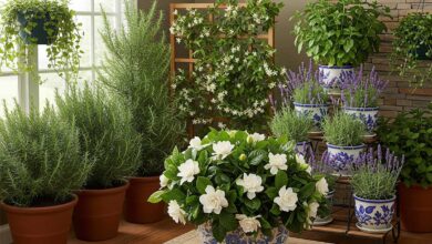 plantas cheirosas