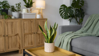 plantas proibidas para dentro de casa