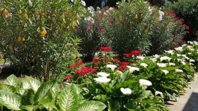 plantas perigosas