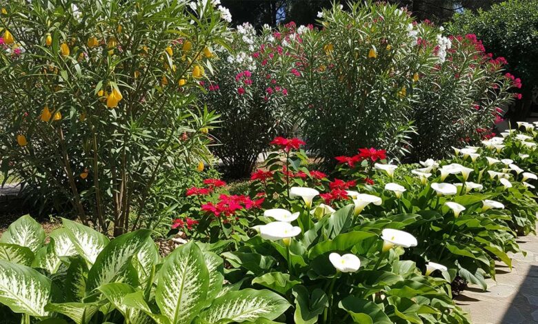 plantas perigosas