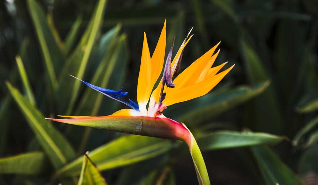 plantas que geram flores para decorar a casa