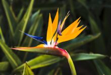 plantas que geram flores para decorar a casa