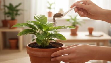 borra de café nas plantas