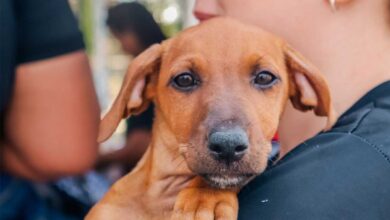 Cachorro