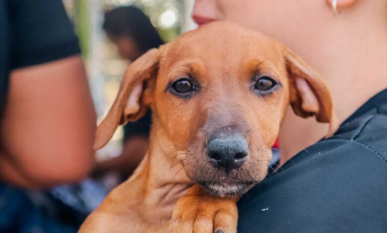 Cachorro