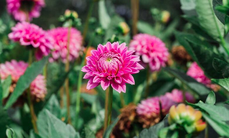 dalia