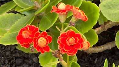 flor-da-fortuna
