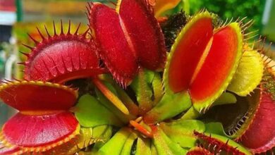 Dionaea muscipula