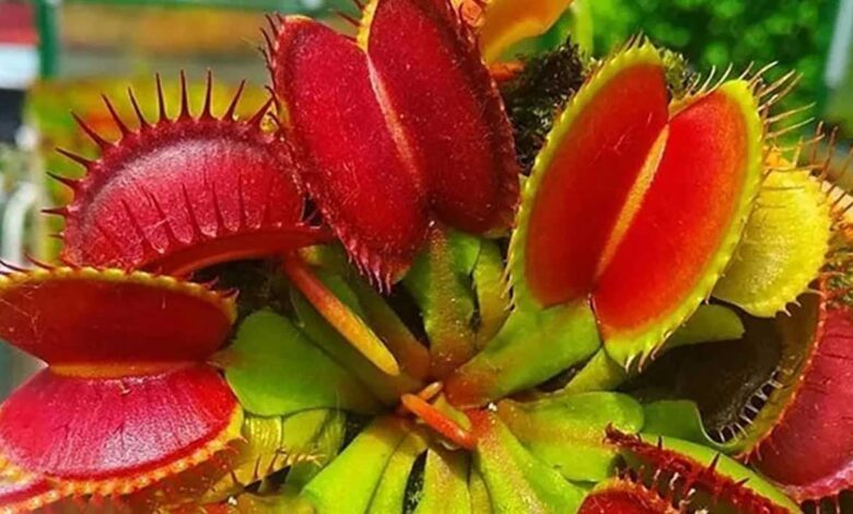 Dionaea muscipula
