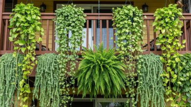 Plantas pendentes