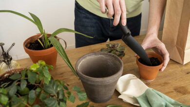 transplantar plantas de vaso