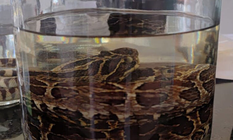 Cobra