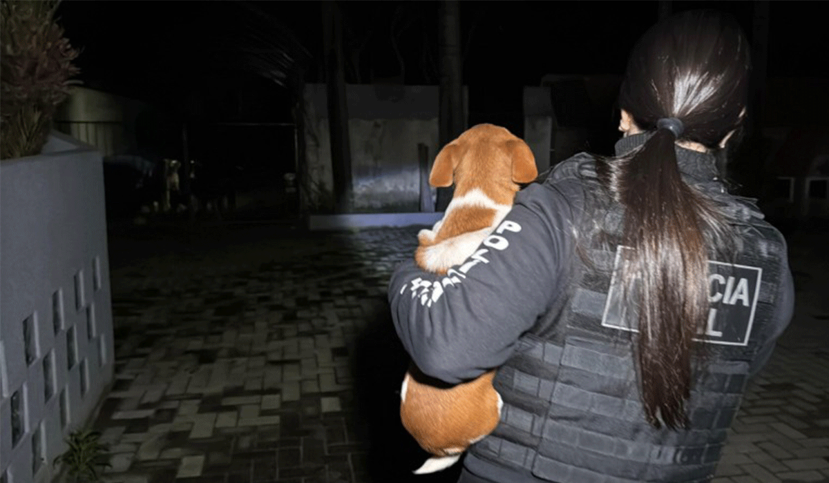 Cão resgatado